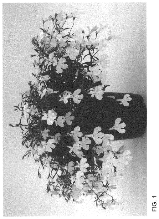 Figure 1 of US plant patent PP34159, the photograph of WNLOLACLWH printed in the patent.
