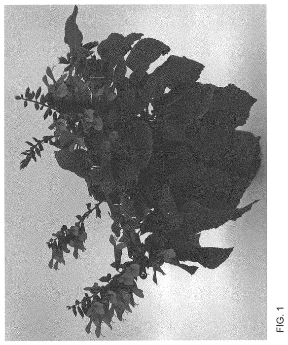 Figure 1 of US plant patent PP34160, the photograph of WNSVUPPK printed in the patent.