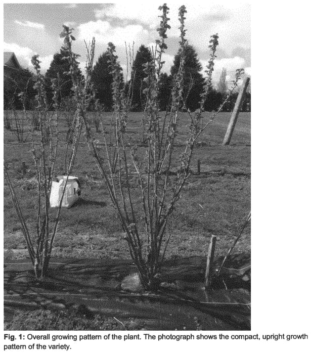 Figure 1 of US plant patent PP34161, the photograph of Nicola printed in the patent.