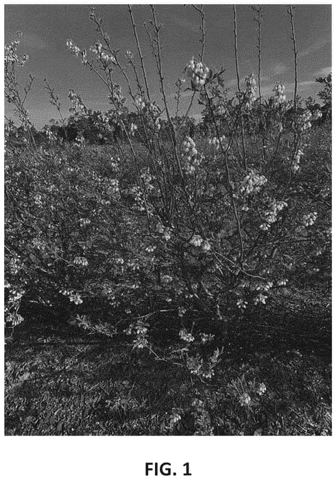 Figure 1 of US plant patent PP34162, the photograph of TO-3097 printed in the patent.