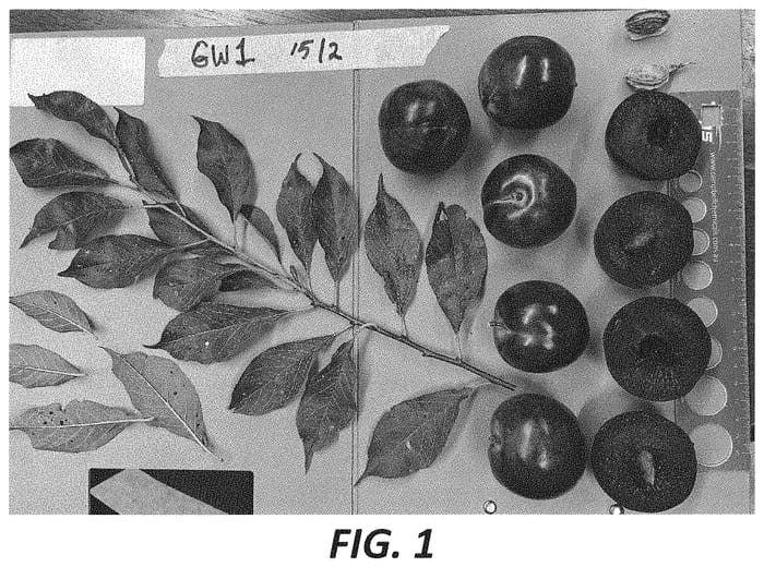Figure 1 of US plant patent PP34163, the photograph of GW1 printed in the patent.