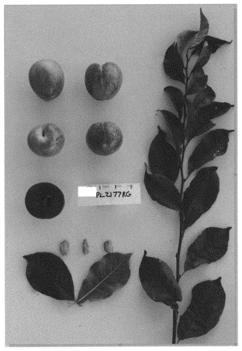 Figure 1 of US plant patent PP34164, the photograph of Suplum64 printed in the patent.