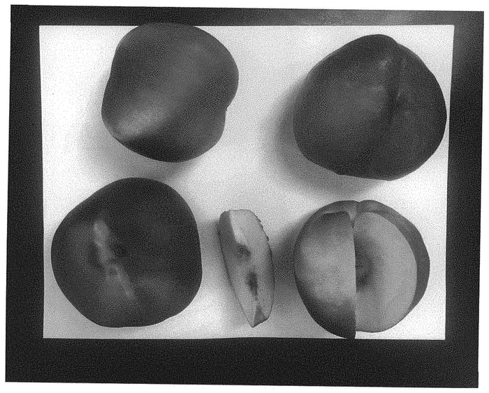 Figure 1 of US plant patent PP34165, the photograph of Wanectsix printed in the patent.