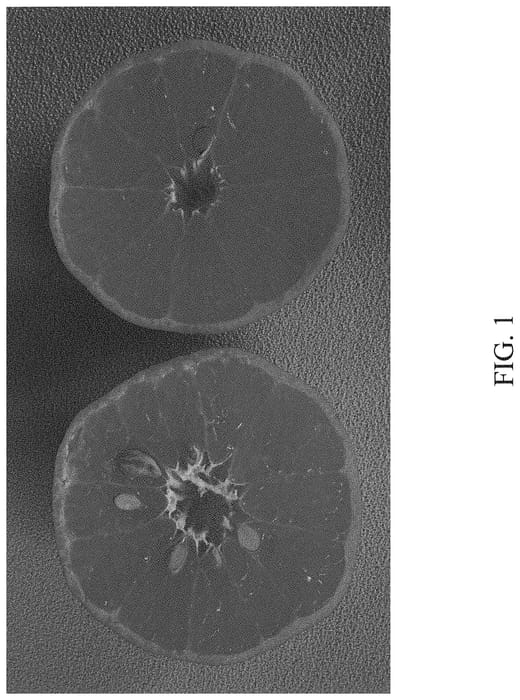 Figure 1 of US plant patent PP34166, the photograph of 11C017R printed in the patent.