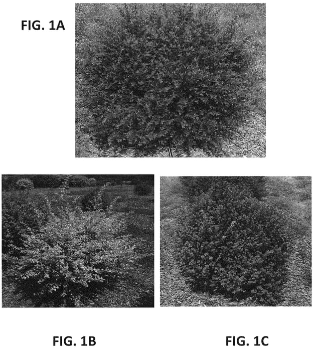 Figure 1 of US plant patent PP34167, the photograph of 00-BC-47-7R printed in the patent.