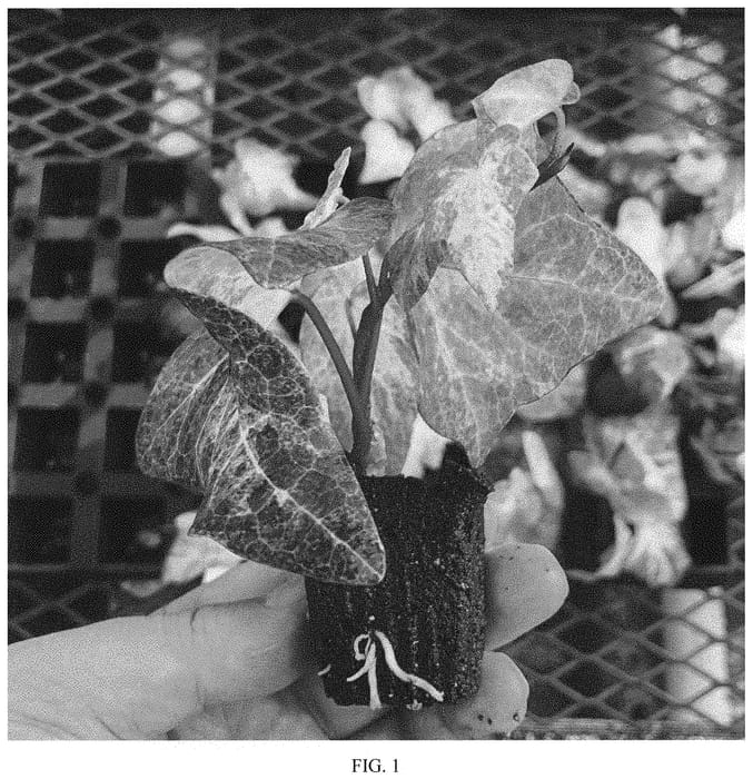 Figure 1 of US plant patent PP34168, the photograph of Tropical Blizzard printed in the patent.