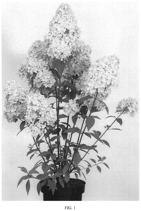 Figure 1 of US plant patent PP34169, the photograph of COUFLORI printed in the patent.