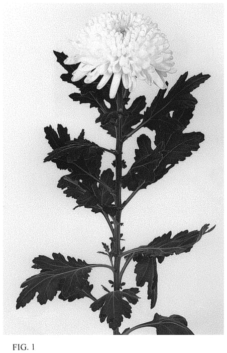 Figure 1 of US plant patent PP34170, the photograph of DLFSTAR1 printed in the patent.