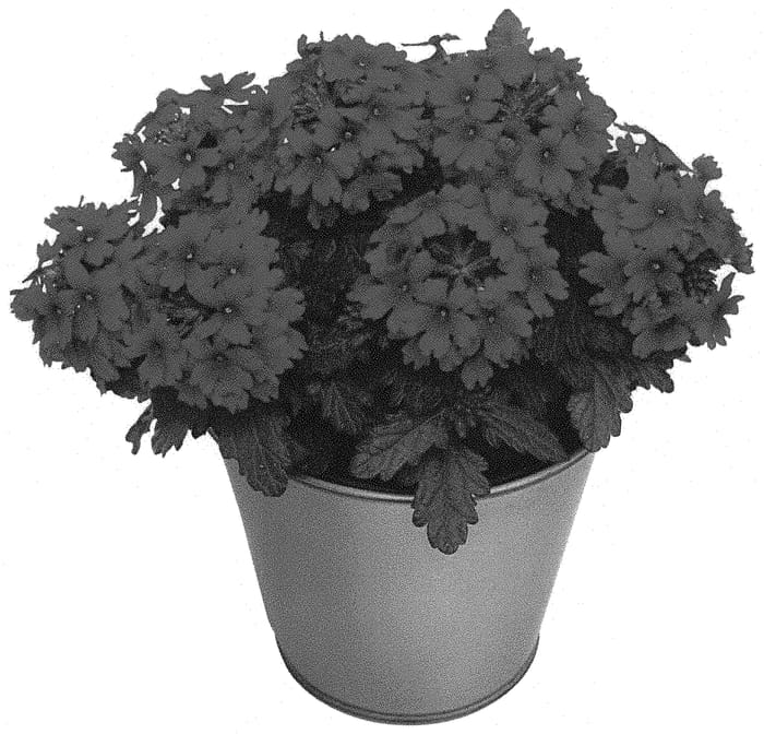 Figure 1 of US plant patent PP34171, the photograph of KLEVP20076 printed in the patent.
