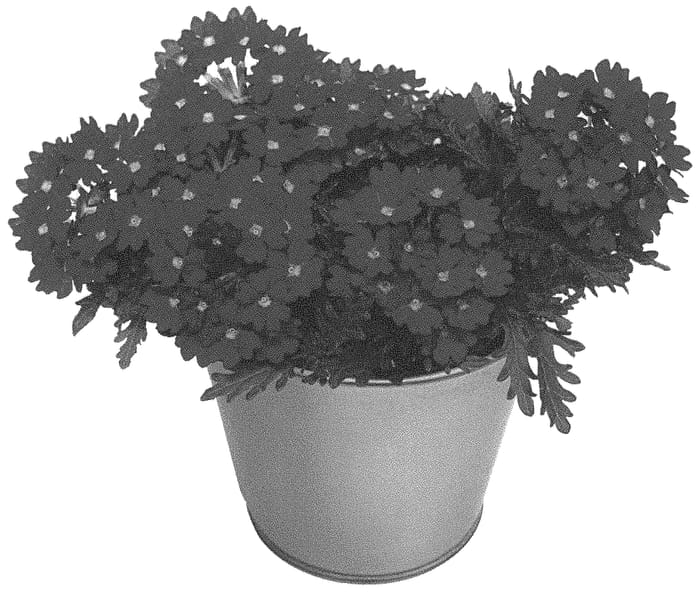 Figure 1 of US plant patent PP34172, the photograph of KLEVP20064 printed in the patent.