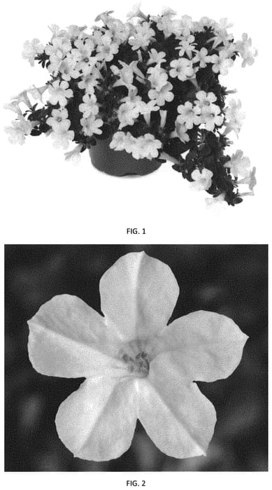 Figure 1 of US plant patent PP34173, the photograph of PEHY0062 printed in the patent.