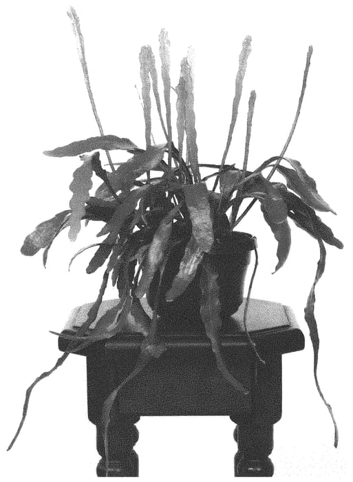 Figure 1 of US plant patent PP34174, the photograph of FIRE printed in the patent.