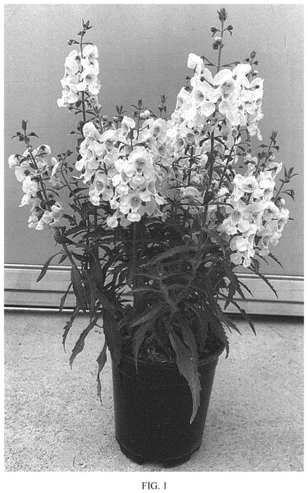 Figure 1 of US plant patent PP34175, the photograph of SAIANG001 printed in the patent.