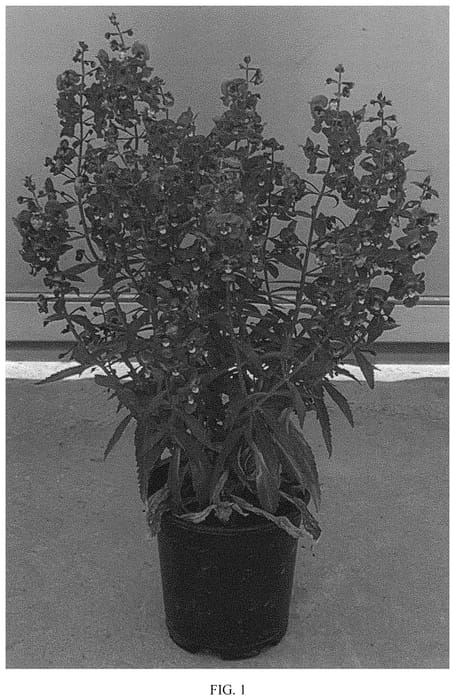 Figure 1 of US plant patent PP34176, the photograph of SAIANG003 printed in the patent.