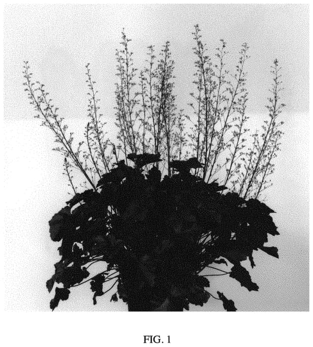 Figure 1 of US plant patent PP34177, the photograph of Rex Black printed in the patent.