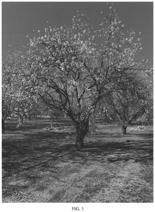 Figure 1 of US plant patent PP34178, the photograph of PY2 printed in the patent.