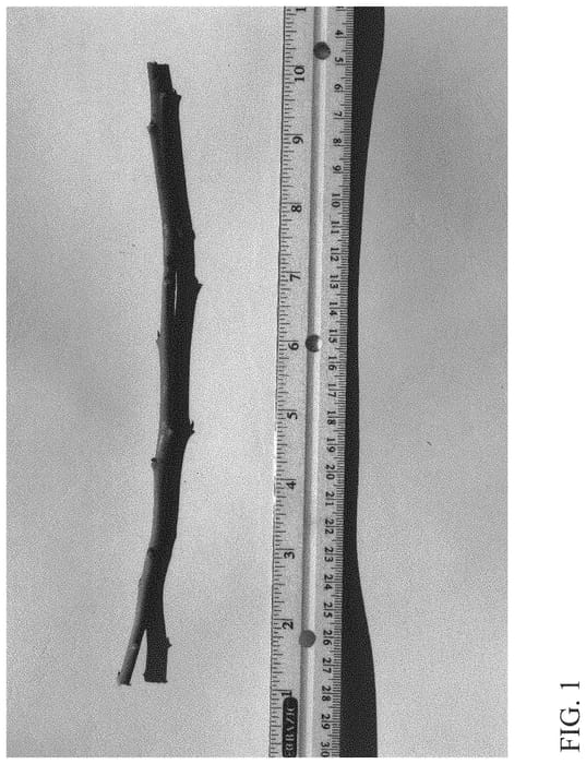 Figure 1 of US plant patent PP34179, the photograph of DrisBlueTwentySix printed in the patent.