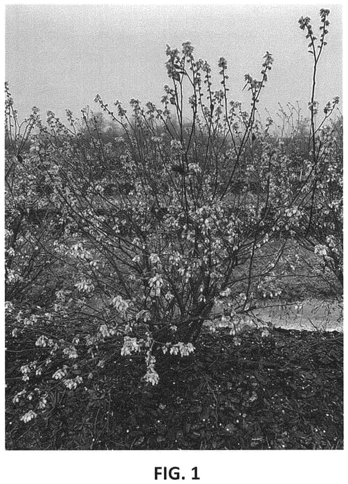 Figure 1 of US plant patent PP34180, the photograph of TH-1996 printed in the patent.