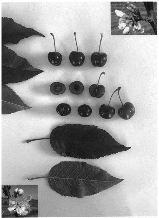 Figure 1 of US plant patent PP34181, the photograph of Jonred V printed in the patent.