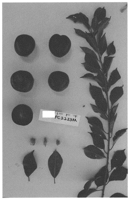 Figure 1 of US plant patent PP34182, the photograph of SUPLUM61 printed in the patent.