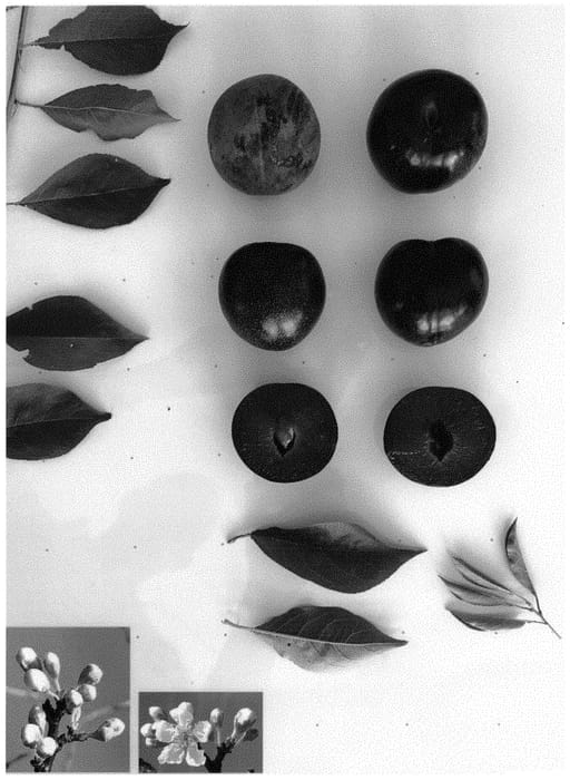 Figure 1 of US plant patent PP34183, the photograph of BLACKRED XVI printed in the patent.