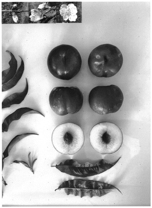 Figure 1 of US plant patent PP34184, the photograph of Pearlicious VIII printed in the patent.
