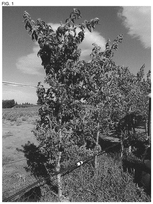 Figure 1 of US plant patent PP34185, the photograph of NECTARSAFIR printed in the patent.
