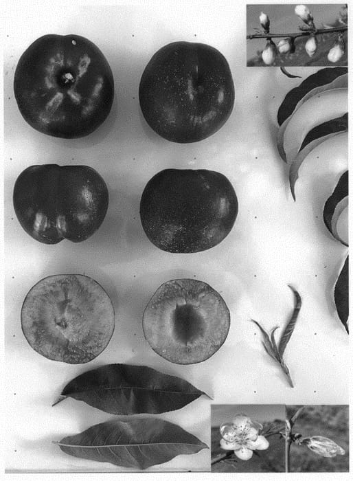 Figure 1 of US plant patent PP34186, the photograph of Red Rage I printed in the patent.