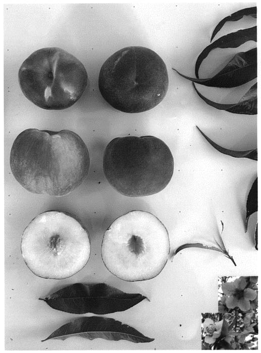 Figure 1 of US plant patent PP34187, the photograph of Pearl Princess VIII printed in the patent.