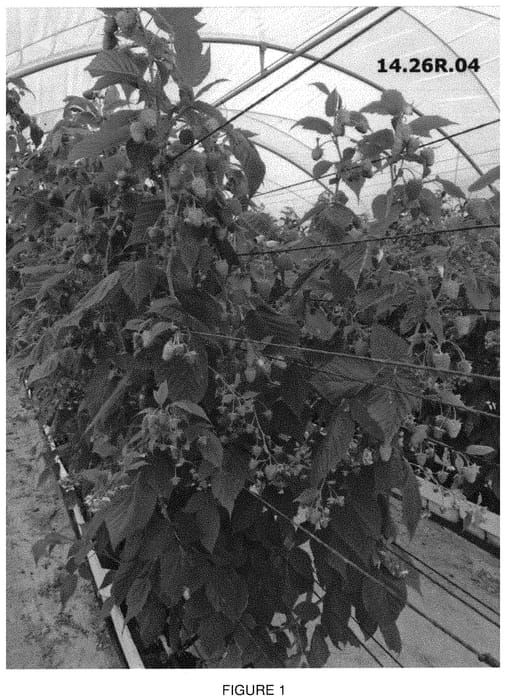 Figure 1 of US plant patent PP34189, the photograph of Plapink 14116 printed in the patent.