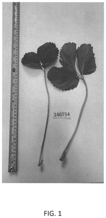 Figure 1 of US plant patent PP34190, the photograph of Miss Jo printed in the patent.