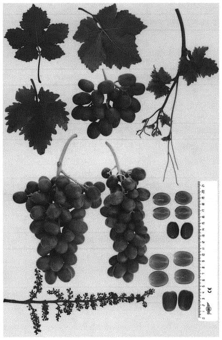 Figure 1 of US plant patent PP34191, the photograph of NAVSEL 21 printed in the patent.