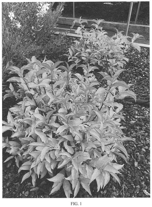 Figure 1 of US plant patent PP34192, the photograph of Magic Carpet printed in the patent.