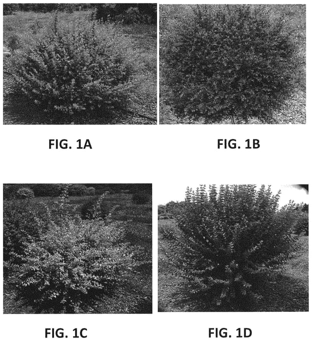 Figure 1 of US plant patent PP34193, the photograph of 00-BC-47-13R printed in the patent.