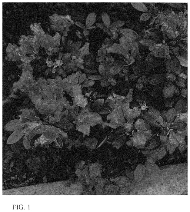 Figure 1 of US plant patent PP34194, the photograph of Spring Mate printed in the patent.