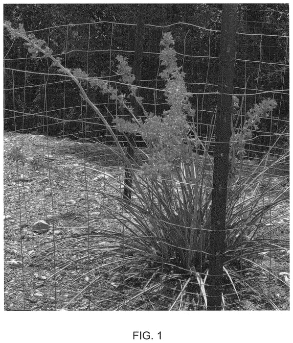 Figure 1 of US plant patent PP34195, the photograph of Stop Lights printed in the patent.