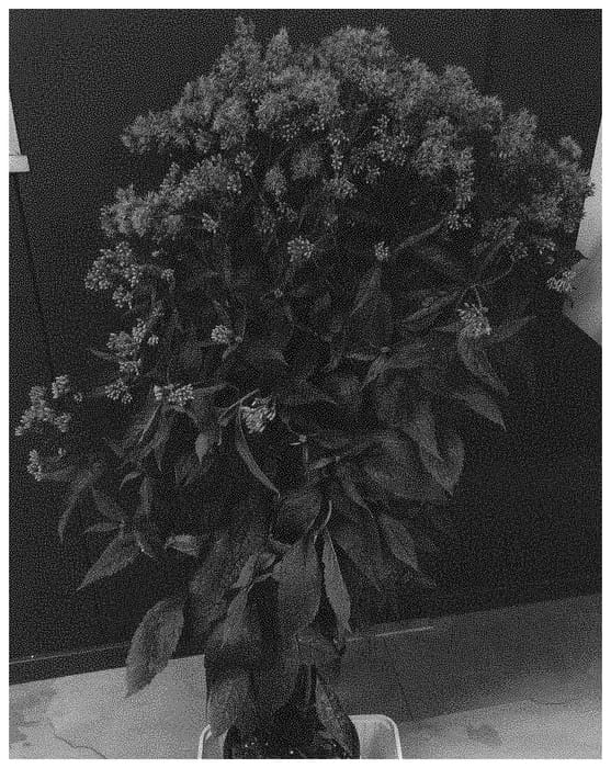 Figure 1 of US plant patent PP34196, the photograph of Doeuplipy printed in the patent.