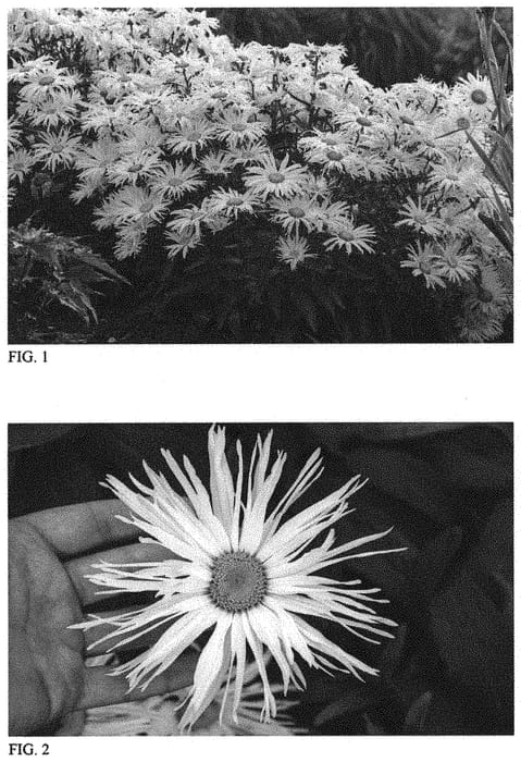 Figure 1 of US plant patent PP34197, the photograph of Spun Silk printed in the patent.