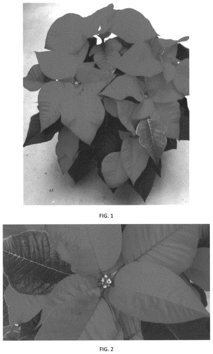 Figure 1 of US plant patent PP34198, the photograph of EURZ0021 printed in the patent.