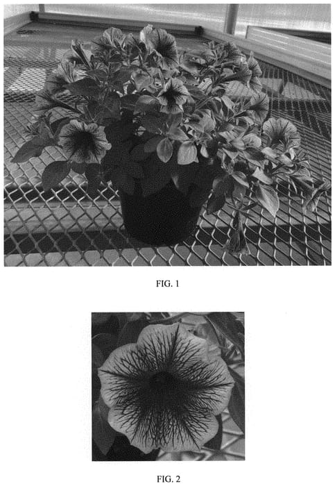 Figure 1 of US plant patent PP34199, the photograph of Balsursbluv printed in the patent.