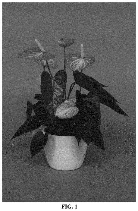 Figure 1 of US plant patent PP34200, the photograph of ANTHIHPIXG printed in the patent.