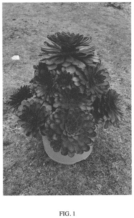 Figure 1 of US plant patent PP34201, the photograph of Sienna printed in the patent.