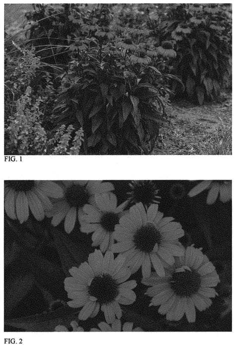 Figure 1 of US plant patent PP34202, the photograph of Tanager printed in the patent.