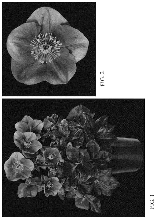 Figure 1 of US plant patent PP34203, the photograph of COSEH 5800 printed in the patent.