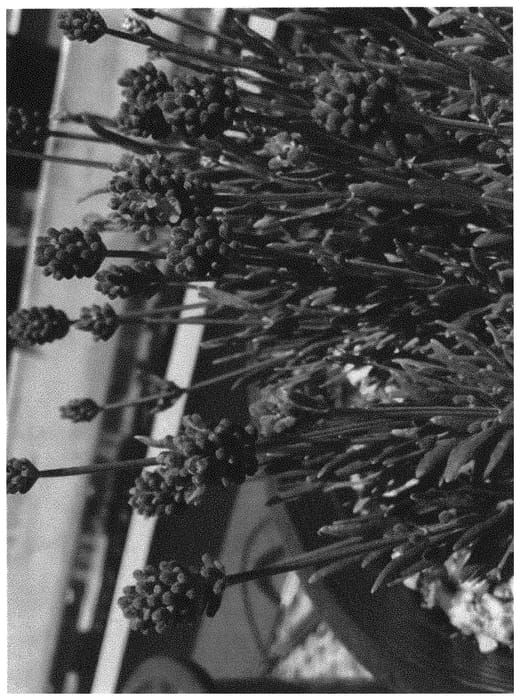 Figure 1 of US plant patent PP34204, the photograph of 150GY007 printed in the patent.
