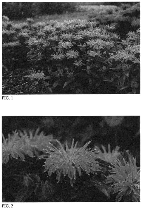 Figure 1 of US plant patent PP34205, the photograph of Leading Lady Pink printed in the patent.