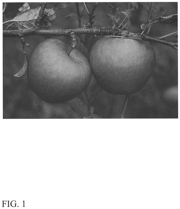 Figure 1 of US plant patent PP34206, the photograph of SunSpark printed in the patent.