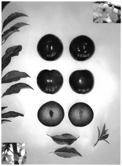 Figure 1 of US plant patent PP34207, the photograph of PLUMSWEET XXV printed in the patent.