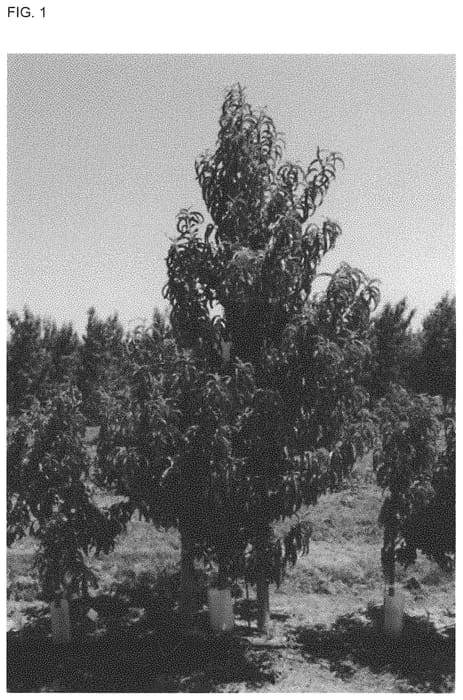 Figure 1 of US plant patent PP34208, the photograph of FLATHEART printed in the patent.
