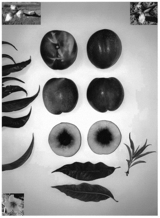 Figure 1 of US plant patent PP34209, the photograph of Candysweet XVI printed in the patent.